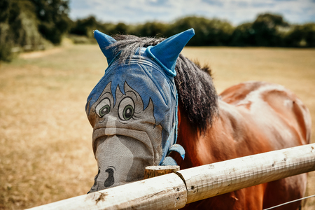 Horse in field wearing funny fly protection hood.の写真素材