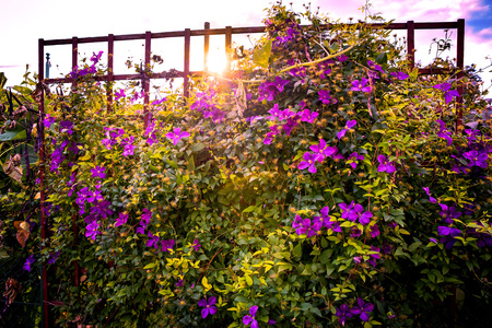 View on a beautifully arranged flower garden.の写真素材