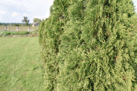 Photo of bush of a Juniperus communis tree in sunlight. Closeup, Soft focus. Beautiful natural...