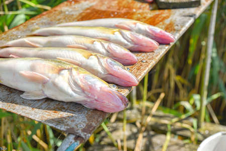 Close up of a group of freshly caught fish on a pier ready to be cleaned