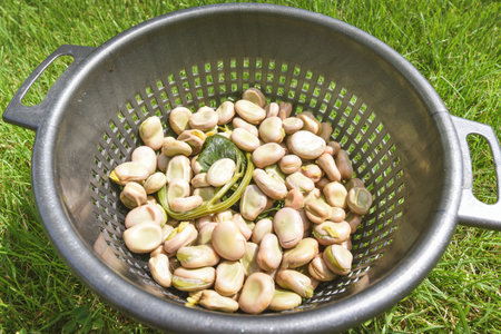 Bowl full of broad beans close-ups on garden grassの写真素材