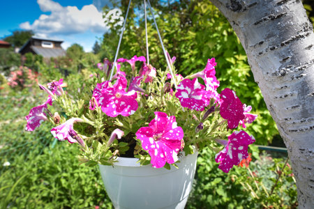 Flowers in bucket decoration on garden tree scenarioの写真素材