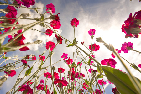Big flowers viewed from a worms eye viewpoint looking upward towards the blue sky. Summer garden plants in full bloomの写真素材