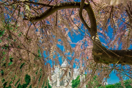 Notre-Dame de Paris outside, treeの写真素材