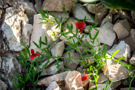spring flowers in the desertの写真素材