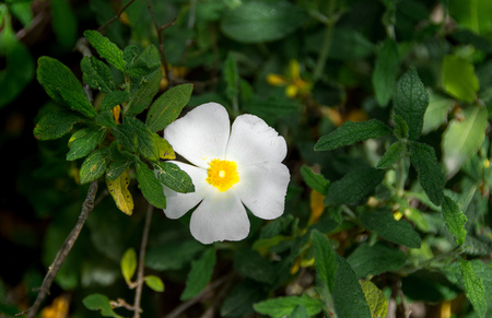 isolated white and yellow flower close-upの写真素材
