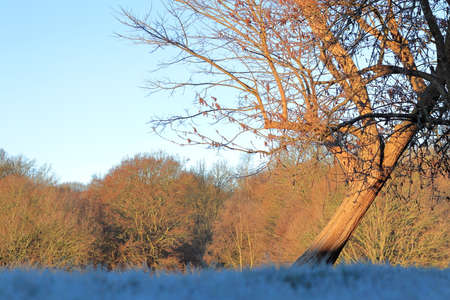 Winter sunrise with a morning frost on a grass and a worm light hitting the treeの写真素材
