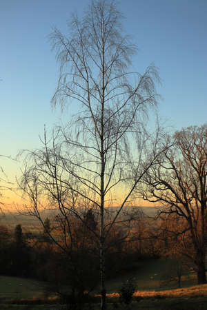 Leafless birch with the valley in the background and sunsetの写真素材