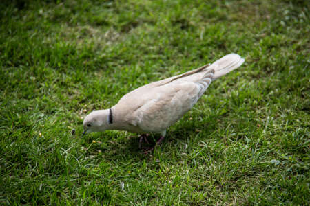 white laughing pigeon in the gardenの写真素材