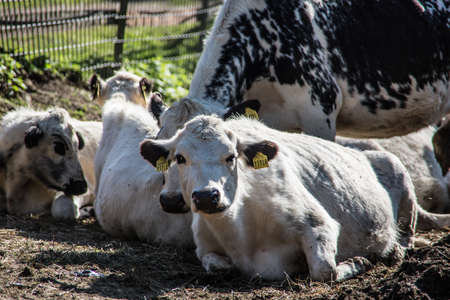 Cattle in the pasture