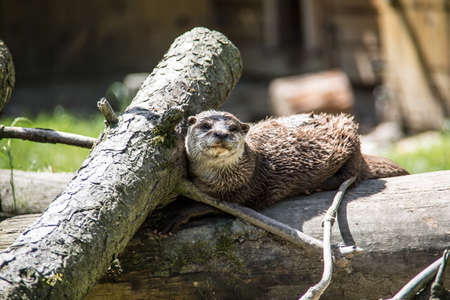 Fish otter foraging in the waterの写真素材