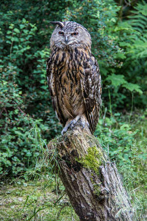 Owl perches on tree trunkの写真素材