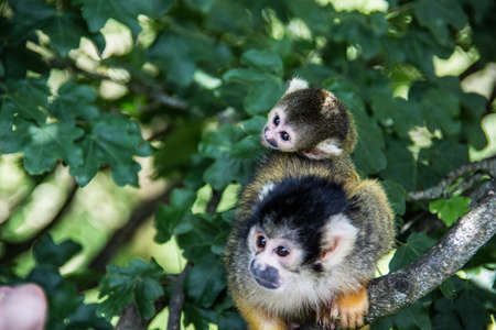 Squirrel monkey climbing in the treeの写真素材