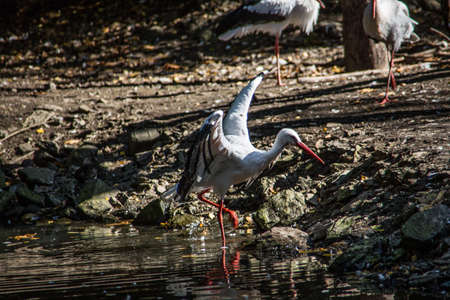 Storks in the forestの写真素材