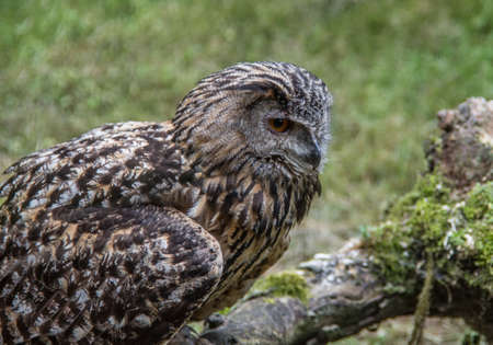lurking owl sits on branchの写真素材