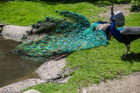 Peacock struts on meadowの写真素材