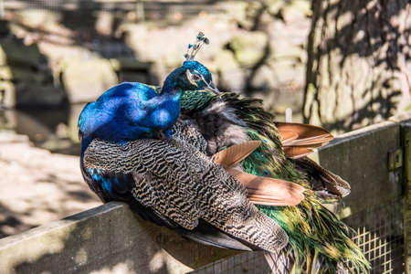 blue peacock headの写真素材