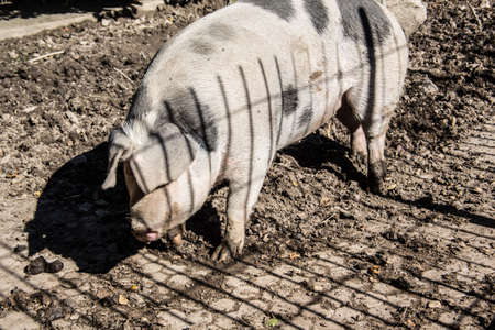 Domestic pig in the mudの写真素材
