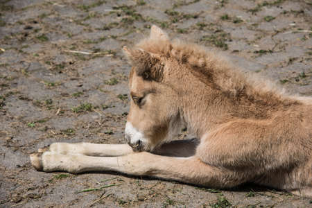 Young horse is restingの写真素材