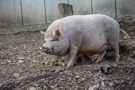 pink domestic pig on fieldの写真素材