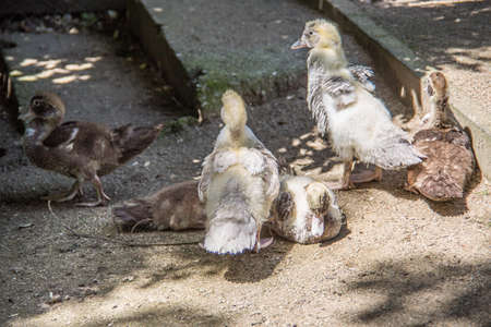 Ducks in the sunの写真素材
