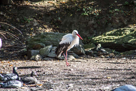 Storks in the forestの写真素材