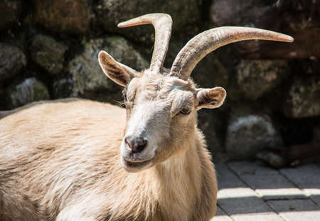 brown white goats foragingの写真素材