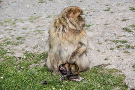 Berber monkey with cub in her armsの写真素材