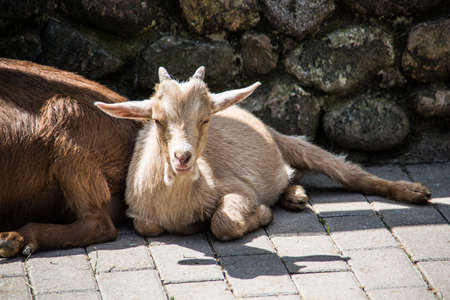 brown white goats foragingの写真素材