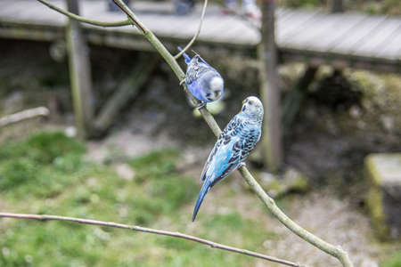 singing parakeets sit on branch
