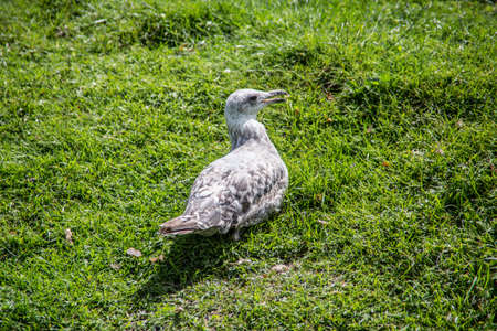 white laughing pigeon in the gardenの写真素材