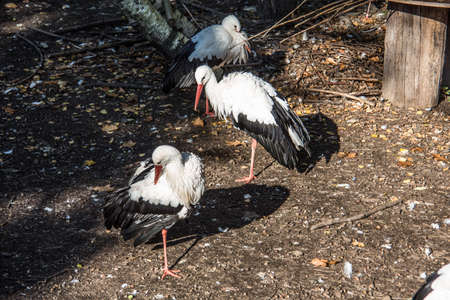 Storks in the forest