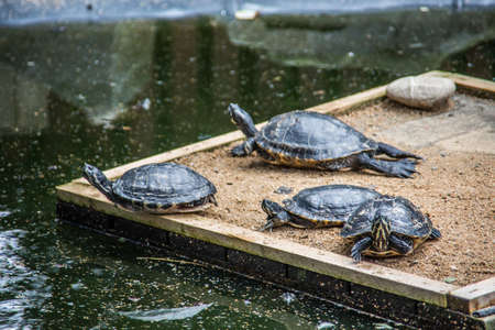 Swamp turtle by the waterの写真素材