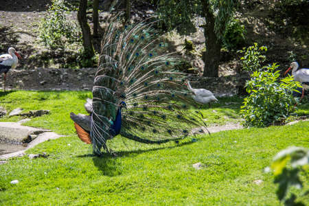 Peacock struts on meadowの写真素材