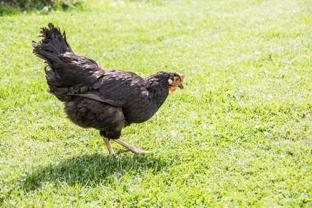 Chickens strut and peck in the gardenの写真素材