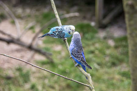 singing parakeets sit on branch