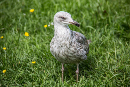 Lake bird sits in the grassの写真素材