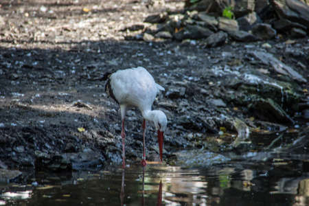 Storks in the forestの写真素材