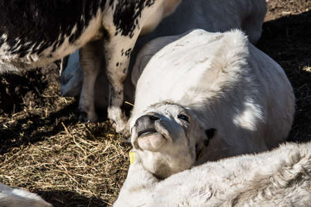 Cattle in the pasture