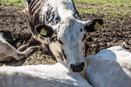 Cattle in the pastureの写真素材