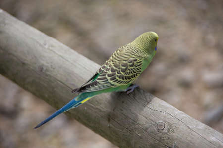 singing parakeets sit on branchの写真素材