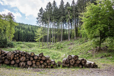 Logging with stacks of wood at a clearingの写真素材