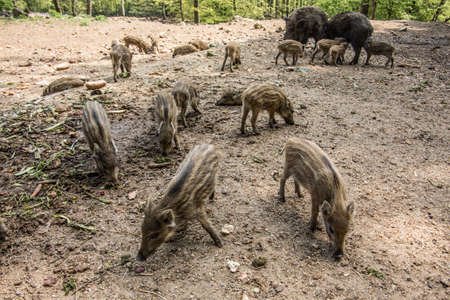 Wild boar with freshlings in the mud