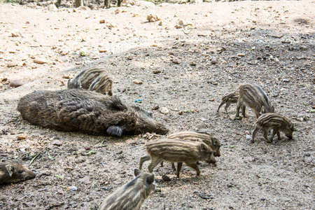 Wild boar with freshlings in the mudの写真素材
