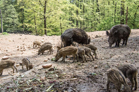 Wild boar with freshlings in the mudの写真素材