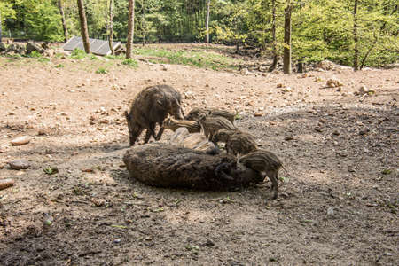 Wild boar with freshlings in the mudの写真素材