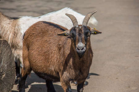 brown white goats foraging