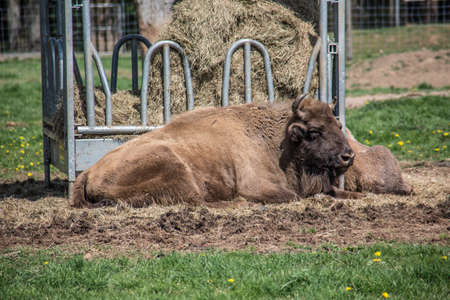 Wisent beef on pasture while ruminating
