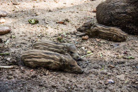 Wild boar with freshlings in the mudの写真素材
