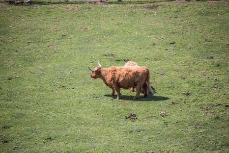 Scott wild cattle on pasture